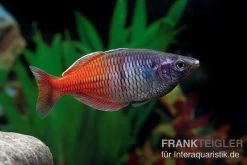 Boesemans Regenbogenfisch Rot, Melanotaenia Boesemani RED, DNZ