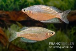 Rawa-Biru-Regenbogenfisch, Melanotaenia Cf. Splendida Rubrostriata "Rawa Biru" , 5 Tiere -Interaquaristik Verkäufe Melanotaenia cf splendida rubrostriata Rawa Biru 17