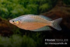 Rawa-Biru-Regenbogenfisch, Melanotaenia Cf. Splendida Rubrostriata "Rawa Biru" , 5 Tiere -Interaquaristik Verkäufe Melanotaenia cf splendida rubrostriata Rawa Biru 19