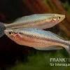 Aru-Regenbogenfisch, Melanotaenia Picta, 5 Tiere