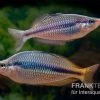 Coen-River-Regenbogenfisch, Melanotaenia Trifasciata "Coen River" 5 Tiere -Interaquaristik Verkäufe Melanotaenia trifasciata Coen River 21