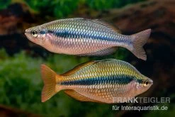 Coen-River-Regenbogenfisch, Melanotaenia Trifasciata "Coen River" 5 Tiere -Interaquaristik Verkäufe Melanotaenia trifasciata Coen River 33