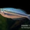 Hapgood-River-Regenbogenfisch, Melanotaenia Trifasciata "Hapgood River" 5 Tiere