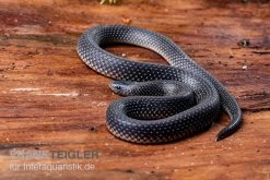 Meleagris-Schlange, Prosymna Meleagris -Interaquaristik Verkäufe Meleagris Schlange Prosymna meleagris 03