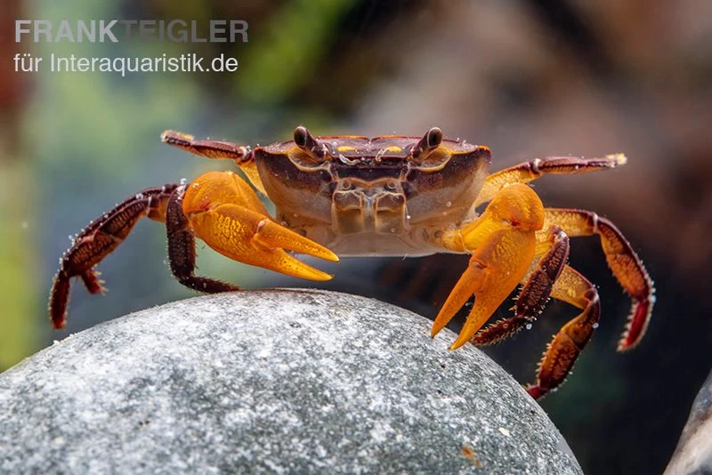 Melonenkrabbe, Thaksinthelphusa yongchindaratae Melonenkrabbe, Thaksinthelphusa Yongchindaratae -Interaquaristik Verkäufe Melonenkrabbe Thaksinthelphusa yongchindaratae 2