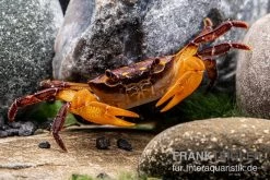 Melonenkrabbe, Thaksinthelphusa Yongchindaratae 4 Melonenkrabbe, Thaksinthelphusa Yongchindaratae -Interaquaristik Verkäufe Melonenkrabbe Thaksinthelphusa yongchindaratae 3