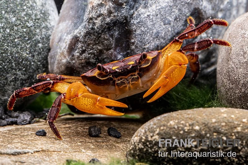 Melonenkrabbe, Thaksinthelphusa yongchindaratae Melonenkrabbe, Thaksinthelphusa Yongchindaratae -Interaquaristik Verkäufe Melonenkrabbe Thaksinthelphusa yongchindaratae 3