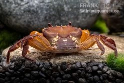 Melonenkrabbe, Thaksinthelphusa Yongchindaratae 7 Melonenkrabbe, Thaksinthelphusa Yongchindaratae -Interaquaristik Verkäufe Melonenkrabbe Thaksinthelphusa yongchindaratae 6