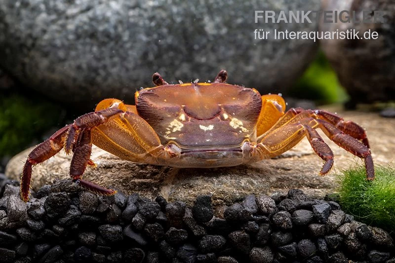 Melonenkrabbe, Thaksinthelphusa yongchindaratae Melonenkrabbe, Thaksinthelphusa Yongchindaratae -Interaquaristik Verkäufe Melonenkrabbe Thaksinthelphusa yongchindaratae 6