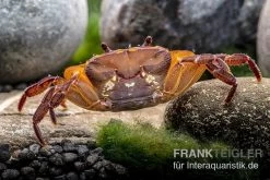 Melonenkrabbe, Thaksinthelphusa Yongchindaratae 8 Melonenkrabbe, Thaksinthelphusa Yongchindaratae -Interaquaristik Verkäufe Melonenkrabbe Thaksinthelphusa yongchindaratae 7