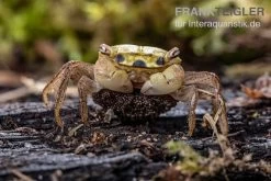 Smaragdkrabbe, Metasesarma Spec. "Green Emerald" (Emerald Crab) 6 Smaragdkrabbe, Metasesarma Spec. "Green Emerald" (Emerald Crab) -Interaquaristik Verkäufe Metasesarma spec Green Emerald 4