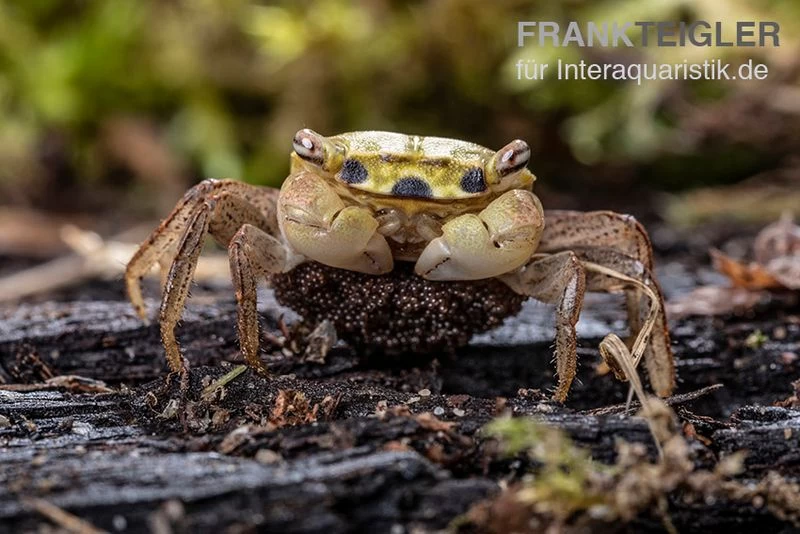 Smaragdkrabbe, Metasesarma spec. "Green Emerald" (Emerald Crab) Smaragdkrabbe, Metasesarma Spec. "Green Emerald" (Emerald Crab) -Interaquaristik Verkäufe Metasesarma spec Green Emerald 4