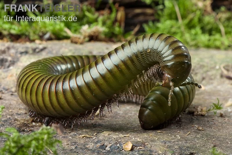 Green-Striped-Millipede, Spirostreptus spec. Green-Striped-Millipede, Spirostreptus Spec. -Interaquaristik Verkäufe Millipede green striped