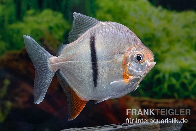 Schwarzband-Mühlsteinsalmler, Myleus schomburgkii (Variante 2) SCHMALER STREIFEN Schwarzband-Mühlsteinsalmler, Myleus Schomburgkii (Variante 2) SCHMALER STREIFEN -Interaquaristik Verkäufe Myleus schomburgkii Variante 2