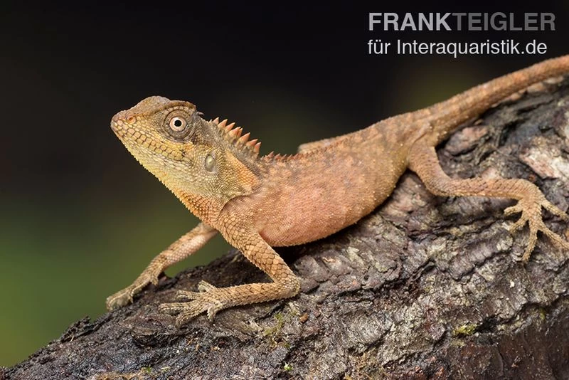 Nackenstachler, Acanthosaura capra Nackenstachler, Acanthosaura Capra -Interaquaristik Verkäufe Nackenstachler Acanthosaura capra 3