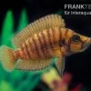 Nanderbuntbarsch Kigoma, Altolamprologus Compressiceps Kigoma -Interaquaristik Verkäufe Nanderbuntbarsch Altolamprologus compressiceps Kigoma 5