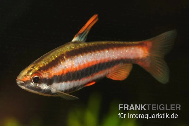 Purpurziersalmler, Nannostomus mortenthaleri Purpurziersalmler, Nannostomus Mortenthaleri -Interaquaristik Verkäufe Nannostomus mortenthaleri FSWFT0163