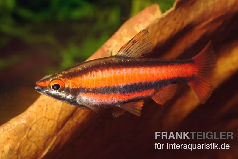 Purpurziersalmler, Nannostomus mortenthaleri Purpurziersalmler, Nannostomus Mortenthaleri -Interaquaristik Verkäufe Nannostomus mortenthaleri FSWFT0165