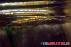 Interaquaristik Verkäufe 13 Neonstreifen-Halbschnabelhecht, Hemirhamphodon Tengah