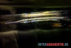 Interaquaristik Verkäufe -Interaquaristik Verkäufe Neonstreifen Halbschnabelhecht Hemirhamphodon tengah 2