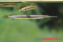 Neonstreifen-Halbschnabelhecht, Hemirhamphodon Tengah 4 Neonstreifen-Halbschnabelhecht, Hemirhamphodon Tengah -Interaquaristik Verkäufe Neonstreifen Halbschnabelhecht Hemirhamphodon tengah 3