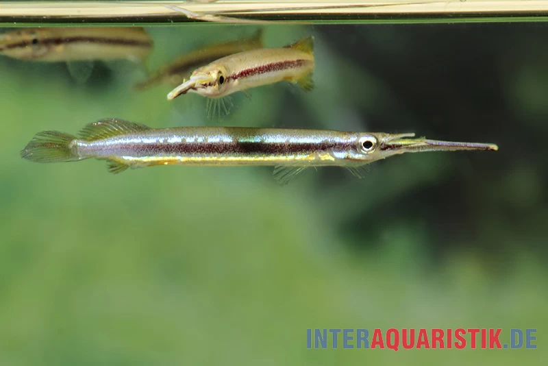 Neonstreifen-Halbschnabelhecht, Hemirhamphodon tengah Neonstreifen-Halbschnabelhecht, Hemirhamphodon Tengah -Interaquaristik Verkäufe Neonstreifen Halbschnabelhecht Hemirhamphodon tengah 3