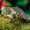 Nicaragua-Schmuckschildkröte, Trachemys Emolli -Interaquaristik Verkäufe Nicaragua Schmuckschildkroete Trachemys emolli 1