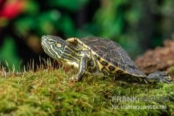 Nicaragua-Schmuckschildkröte, Trachemys Emolli -Interaquaristik Verkäufe Nicaragua Schmuckschildkroete Trachemys emolli 2
