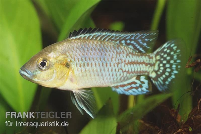 Nichols Maulbrüter, Pseudocrenilabrus nicholsi, DNZ Nichols Maulbrüter, Pseudocrenilabrus Nicholsi, DNZ -Interaquaristik Verkäufe Nichols Maulbrueter Pseudocrenilabrus nicholsi 1
