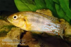 Nichols Maulbrüter, Pseudocrenilabrus Nicholsi, DNZ 3 Nichols Maulbrüter, Pseudocrenilabrus Nicholsi, DNZ -Interaquaristik Verkäufe Nichols Maulbrueter Pseudocrenilabrus nicholsi 2