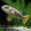 Nilkugelfisch, Tetraodon Fahaka (lineatus) 2 Nilkugelfisch, Tetraodon Fahaka (lineatus) -Interaquaristik Verkäufe Nilkugelfisch Tetraodon fahaka lineatus