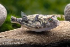 Nilkugelfisch, Tetraodon Fahaka (lineatus) -Interaquaristik Verkäufe Nilkugelfisch Tetraodon fahaka lineatus 1