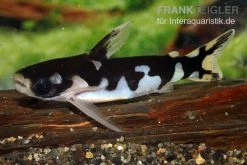 Ninja-Tatia, Tatia Musaica