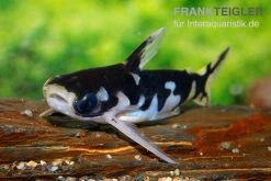 Ninja-Tatia, Tatia Musaica -Interaquaristik Verkäufe Ninja Tatia Tatia musaica3