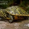 Nördliche Rotbauch-Schildkröte, Pseudemys Rubriventris -Interaquaristik Verkäufe Noerdliche Rotbauch Schildkroete Pseudemys rubriventris 1