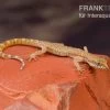Nördlicher Sandgecko, Tropiocolotes Tripolitanus -Interaquaristik Verkäufe Noerdlicher Sandgecko Tropiocolotes tripolitanus