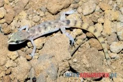 Nördlicher Sandgecko, Tropiocolotes Tripolitanus -Interaquaristik Verkäufe Noerdlicher Sandgecko Tropiocolotes tripolitanus 3
