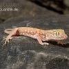 Nordafrikanischer Dünnfingergecko, Stenodactylus Petrii -Interaquaristik Verkäufe Nordafrikanischer Duennfingergecko Stenodactylus petrii 1