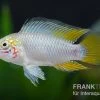 Opal-Apistogramma, Apistogramma Borelli "Opal", Paarweise -Interaquaristik Verkäufe Opal Apistogramma Apistogramma borelli Opal
