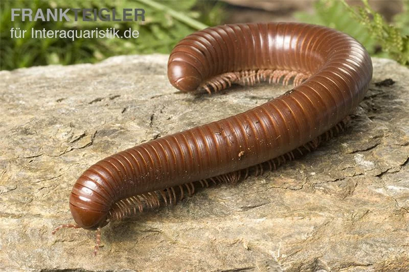 Schokotausendfüßer, Ophistreptus guineensis Schokotausendfüßer, Ophistreptus Guineensis -Interaquaristik Verkäufe Ophistreptus guineensis schokotausendfuesser