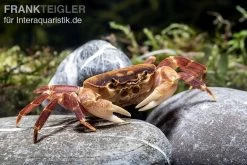 Orangenkrabbe, Sundathelphusa Sp. "orange" -Interaquaristik Verkäufe Orangenkrabbe Sundathelphusa sp orange 2