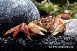 Orangenkrabbe, Sundathelphusa Sp. "orange" -Interaquaristik Verkäufe Orangenkrabbe Sundathelphusa sp orange 3
