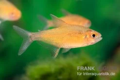 Orangensalmler, Hyphessobrycon Cf. Pulchripinnis BOLIVIA ORANGE, 5er Gruppe -Interaquaristik Verkäufe Orangensalmler Hyphessobrycon cf pulchripinnis BOLIVIA ORANGE 1