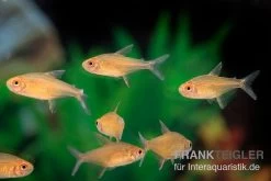 Orangensalmler, Hyphessobrycon Cf. Pulchripinnis BOLIVIA ORANGE, 5er Gruppe -Interaquaristik Verkäufe Orangensalmler Hyphessobrycon cf pulchripinnis BOLIVIA ORANGE 2