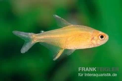 Orangensalmler, Hyphessobrycon Cf. Pulchripinnis BOLIVIA ORANGE, 5er Gruppe -Interaquaristik Verkäufe Orangensalmler Hyphessobrycon cf pulchripinnis BOLIVIA ORANGE 3