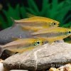 Oranger Kongosalmler, Phenacogrammus Cf. Aurantiacus "Bandundu Orange" -Interaquaristik Verkäufe Oranger Kongosalmler Phenacogrammus cf aurantiacus Bandundu Orange 1