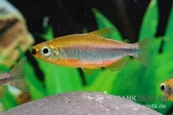 Oranger Kongosalmler, Phenacogrammus Cf. Aurantiacus "Bandundu Orange" -Interaquaristik Verkäufe Oranger Kongosalmler Phenacogrammus cf aurantiacus Bandundu Orange 3