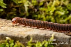 Orangener Piphun-Tausendfüßer, Spirobolus Sp. “Orange Piphun” -Interaquaristik Verkäufe Oranger Piphun Tausendfuesser Spirobolus sp Orange Piphun 3