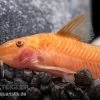 Oranger Schmerlenpanzerwels, Aspidoras Sp. C125 Orange, DNZ -Interaquaristik Verkäufe Oranger Schmerlenpanzerwels Aspidoras sp C125 orange 1