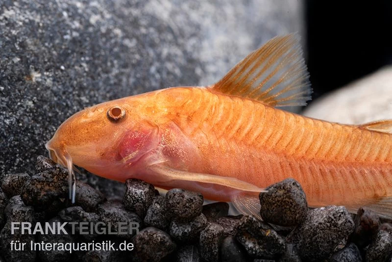 Oranger Schmerlenpanzerwels, Aspidoras sp. C125 orange, DNZ Oranger Schmerlenpanzerwels, Aspidoras Sp. C125 Orange, DNZ -Interaquaristik Verkäufe Oranger Schmerlenpanzerwels Aspidoras sp C125 orange 1